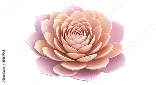 Pink Echeveria Succulent Bloom