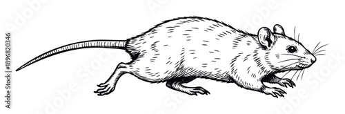 Black and white hand drawn scurrying rat for pest control branding, animal biology educational materials, or vintage zoology book covers and nature themed promotions.