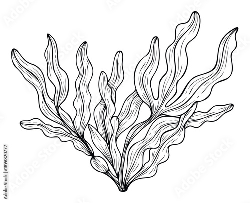 Black outline drawing of flowing underwater seaweed or aquatic plants ideal for natural decor botanical themes or graphic compositions related to marine life and ocean ecosystems