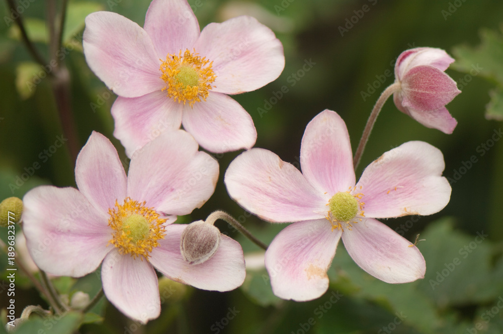 Obraz premium Three Light Pink Anemone Flowers and Buds in Late Summer Garden. Anemone tomentosa Robustissima. Japanese anemone. Anemone hupehensis
