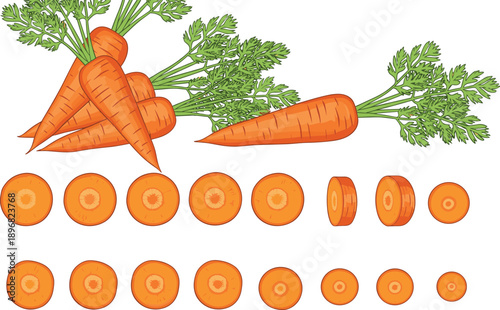 Stylized carrot illustration with vibrant orange roots, leafy green tops, and detailed cross‑sections, healthy vegetable anatomy design artwork