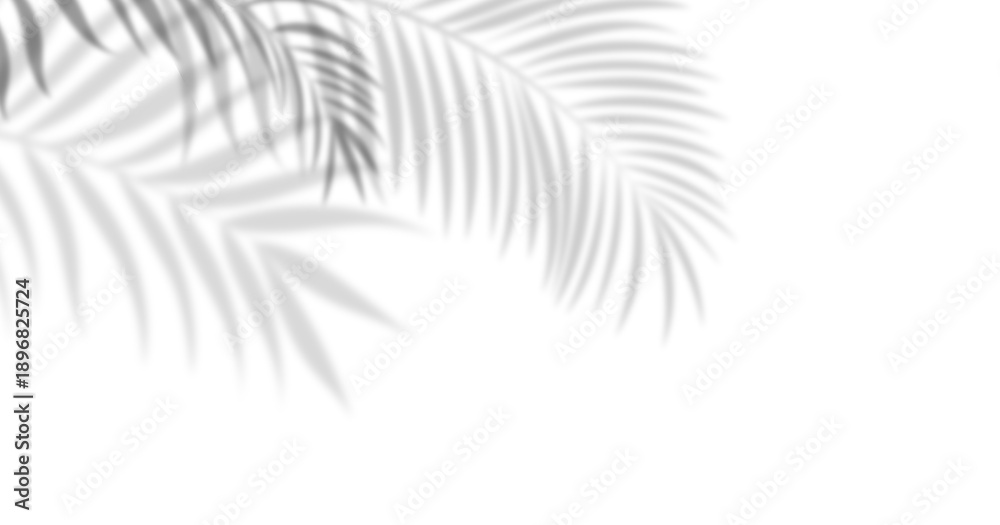 Obraz premium Soft palm leaf shadows over white background