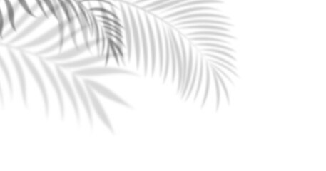  Soft palm leaf shadows over white background