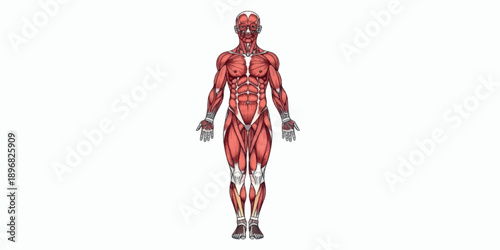 Human Body Muscular System Anatomy Illustration.