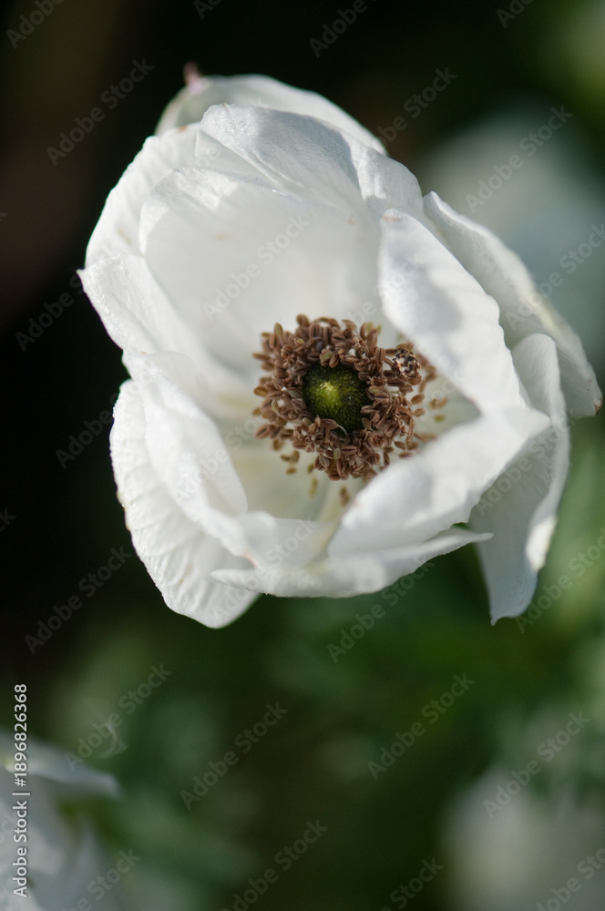 Obraz premium White Unfolding Anemone Flower in Full Bloom in Spring Garden. Anemone coronaria