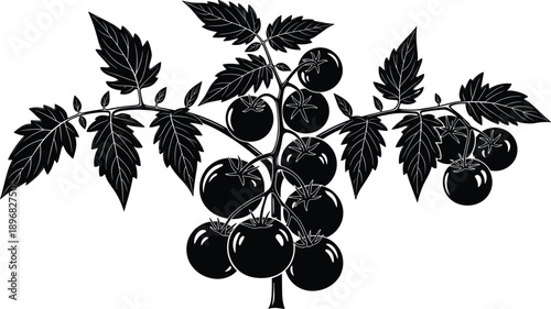 Black tomato branch vector illustration with fresh ripe cherry tomatoes on vine and leaves silhouette isolated on white for garden organic food.