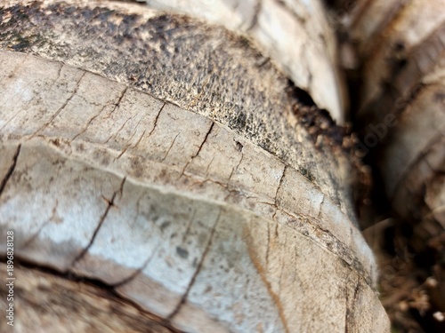 Close-Up of Weathered Tree Bark Texture with Cracks and Peeling Layers - Natural Background for Creative Projects