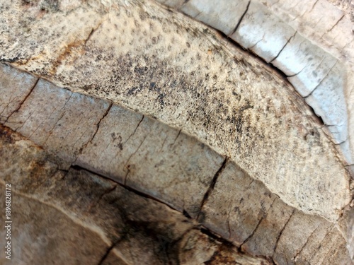 Close-Up of Weathered Tree Bark Texture with Cracks and Peeling Layers - Natural Background for Creative Projects