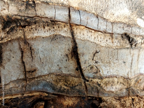 Close-Up of Weathered Tree Bark Texture with Cracks and Peeling Layers - Natural Background for Creative Projects