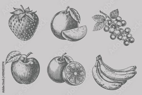 Different type Big fruits set vector illustration. engraving style Grapes, Mango, Strawberry, Banana, Apple, Orange. Eps 10