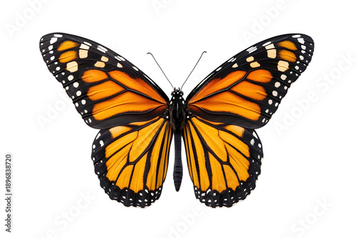 Vibrant orange and black monarch butterfly wings spread wide on white background showcasing detailed patterns and natural beauty