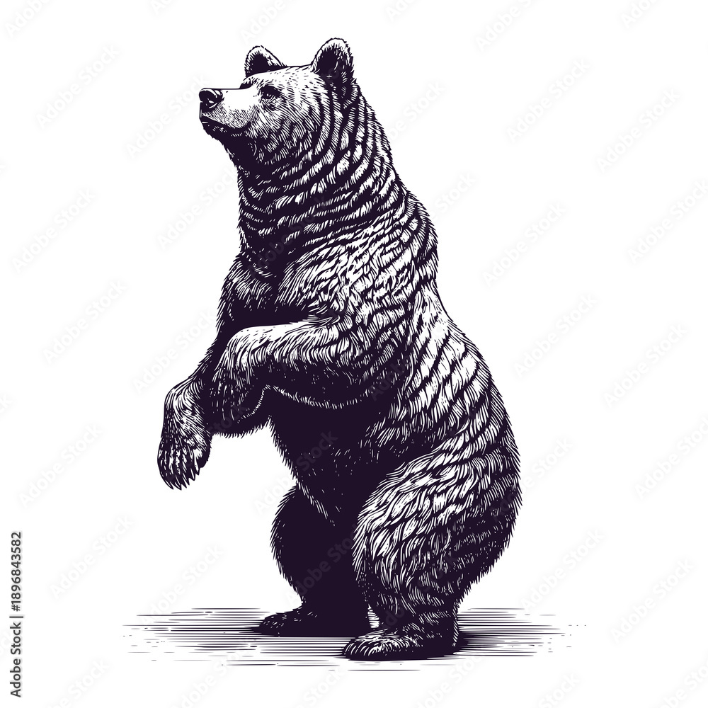 Fototapeta premium brown bear standing on its hind legs