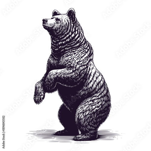 brown bear standing on its hind legs