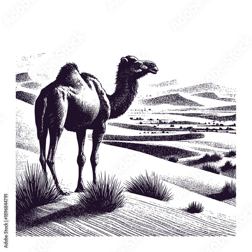 camels in desert
