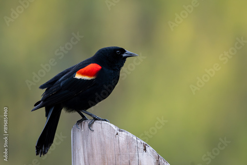 Male red-winged blackbird perched upon a wooden post
