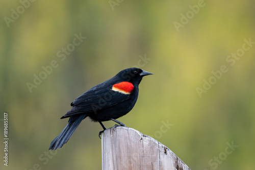 Bild auf Leinwand Male red-winged blackbird perched upon a wooden post