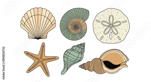 Collection of various seashells and a starfish in a hand-drawn style.
