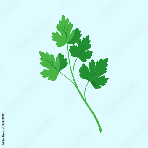 Single sprig of flat leaf parsley against a pale blue background