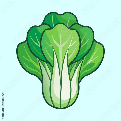 vector illustration of a bok choy