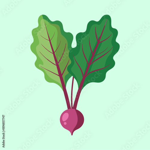 vector illustration of beet greens