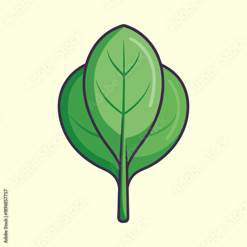 vector illustration of baby spinach