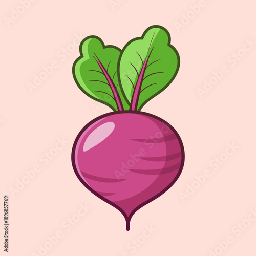 vector illustration of beetroot