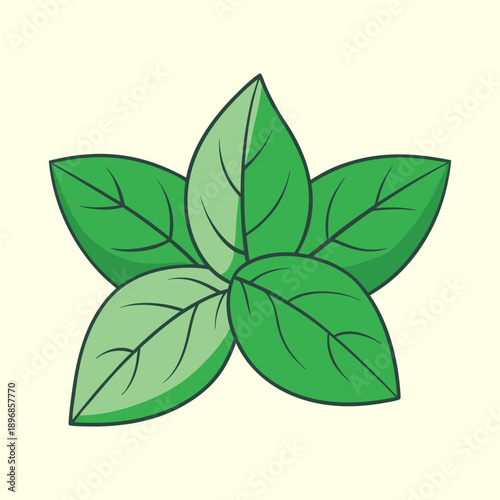 vector illustration of basil leaves