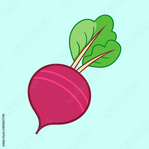 vector illustration of beetroot