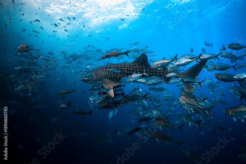 Fotografie Whale Shark Swimming Through a School of Bigeye Trevally at Sail Rock, Thailand