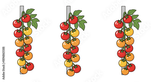 A vibrant illustration showcases three abundant tomato plants, each laden with ripening red, orange, and yellow cherry tomatoes on the vine.