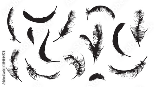 Feathers collection with diverse shapes, sizes, and textures, illustrating the intricate structure, vane pattern, and quill details of bird feathers in black silhouette style.