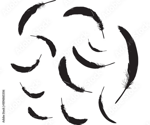 Feathers black and white silhouette with detailed barbs and vanes, illustrating soft, lightweight, and flexible bird plumage used for flight, insulation, and display purposes.