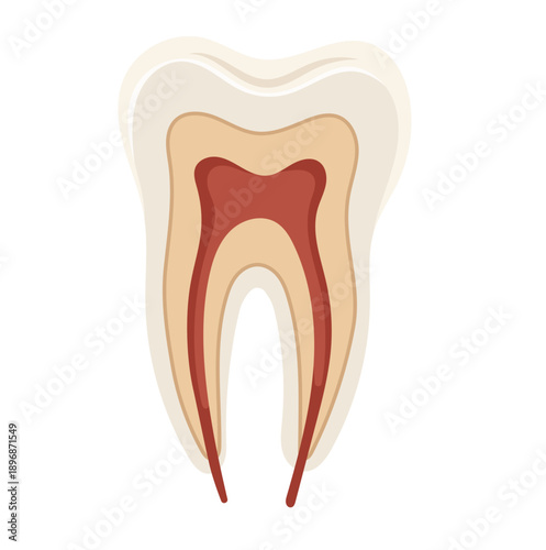 Cross Section of Human Tooth Illustration Isolated on White Background