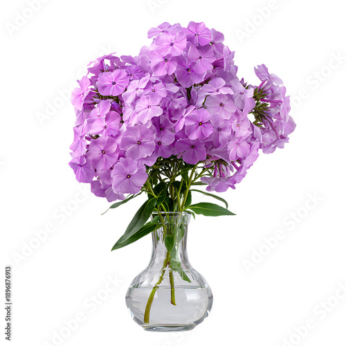 Phlox with vase png