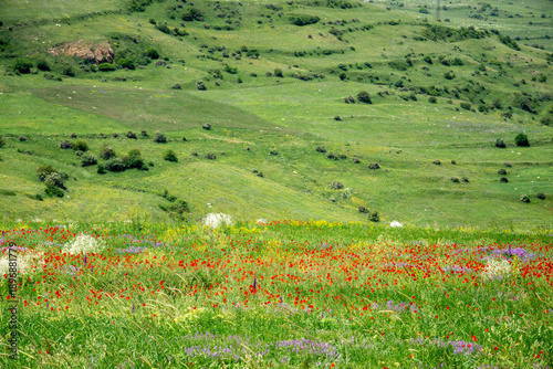 field of daisies