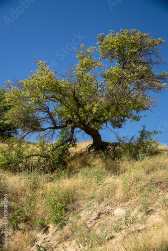 tree on the hill