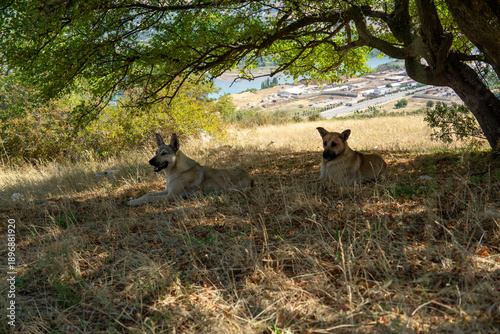 Dogs in tree shade