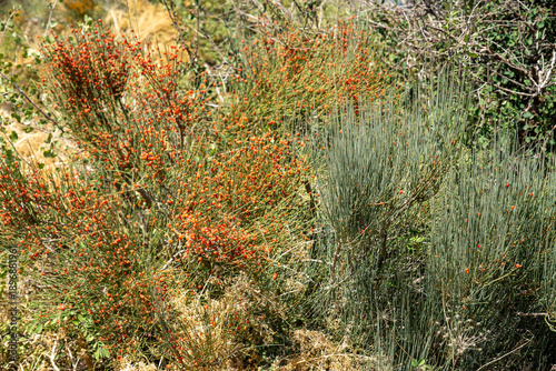 Mountains tree with berries
