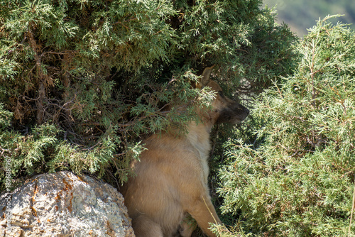 Dog hiding in tree