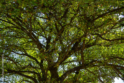 green leaves in the forest