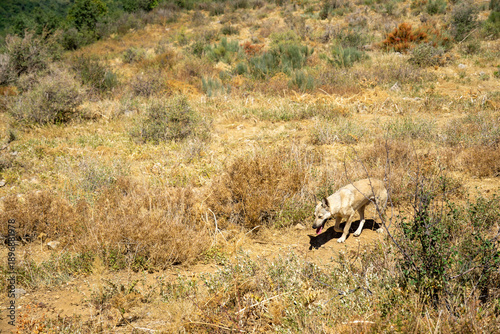 wild dog in the wild