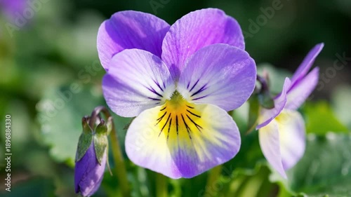 A close-up shot of a viola flower with shades of purple, yellow, and white petals. Bokeh background