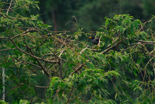 bird on a branch