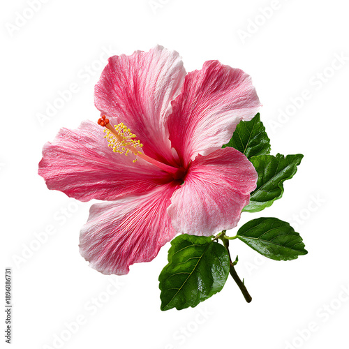 pink hibiscus flower with leaves png 