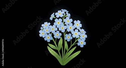 A charming cluster of delicate blue forget-me-not flowers against a stark black backdrop