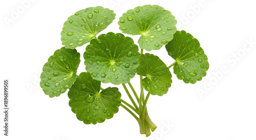 Fresh Gotu Kola leaves with water drops, green Centella Asiatica herb on white background, organic medicinal plant for skincare