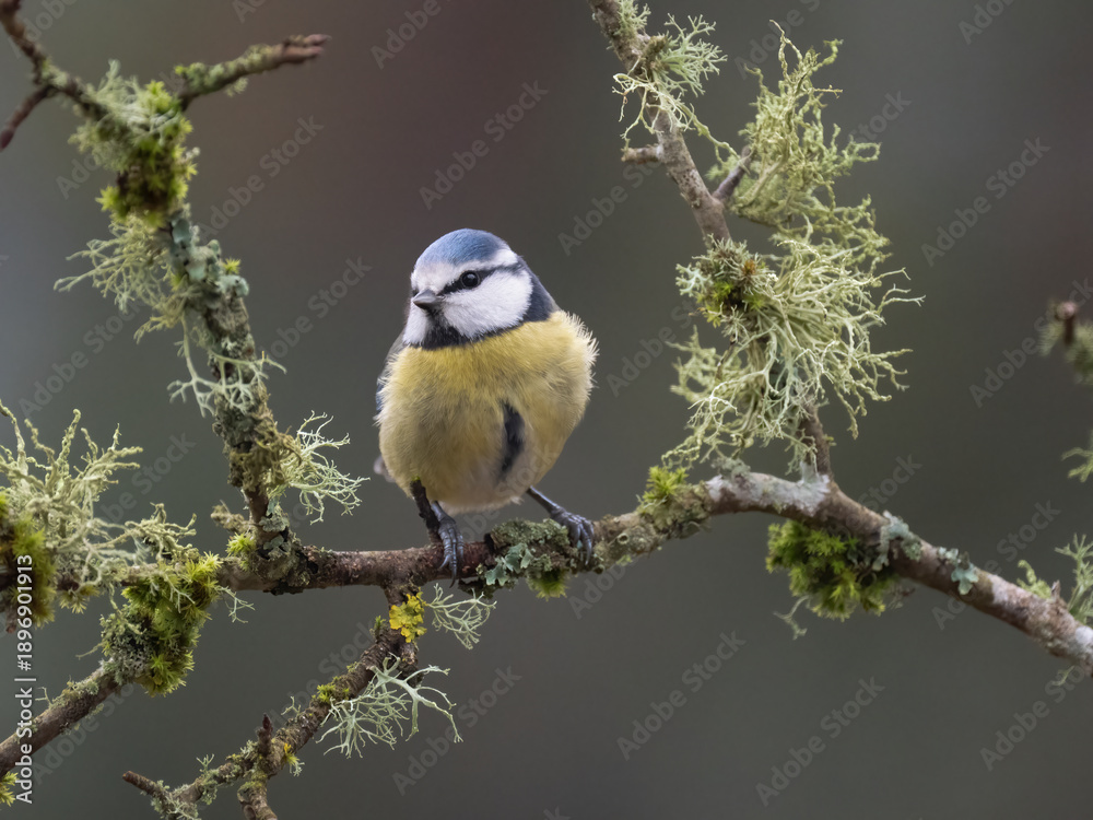 Obraz premium Blaumeise, Cyanistes caeruleus