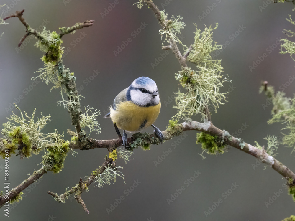 Obraz premium Blaumeise, Cyanistes caeruleus