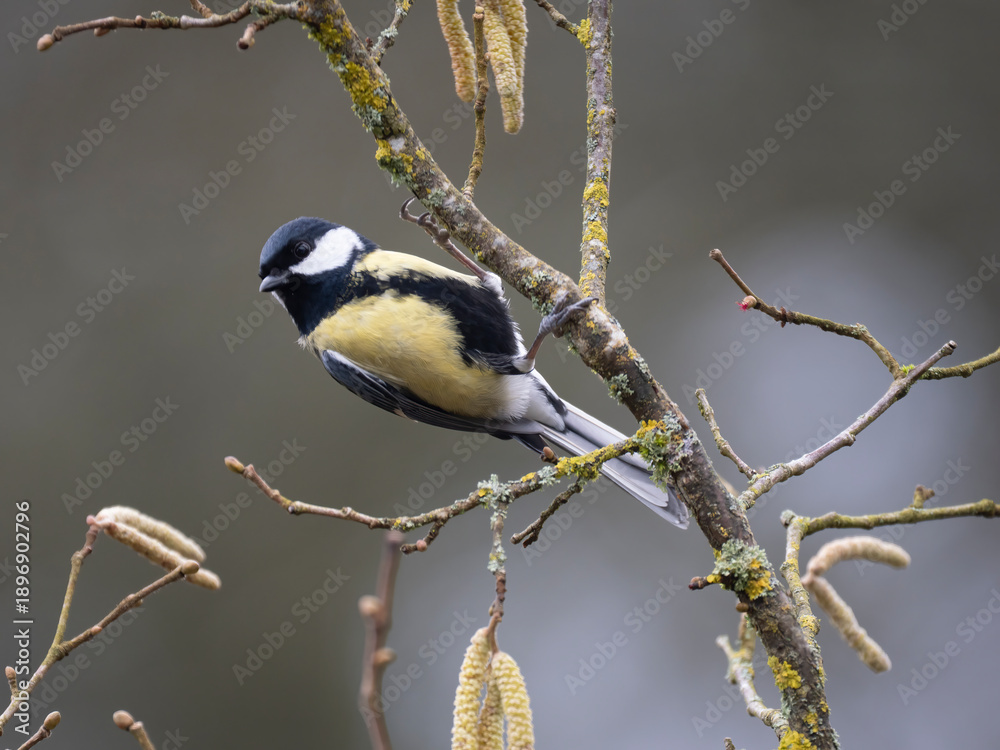 Obraz premium Kohlmeise, Parus major