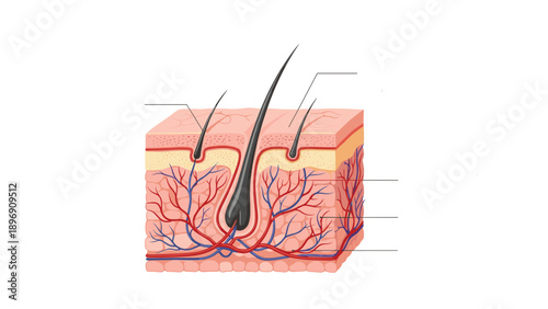 Detailed anatomical cross section of human skin showing hair follicles, layers, and blood vessels for medical and dermatological education.